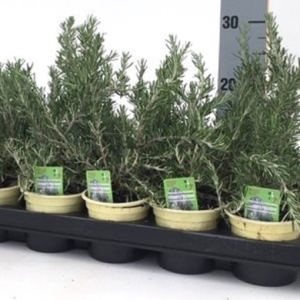 Rosmarinus officinalis ‘Prostratus’
