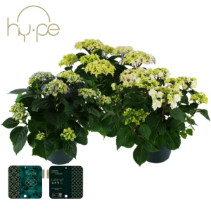 Hydrangea macrophylla HY-PE MIX