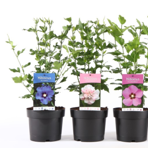 Hibiscus syriacus MIX
