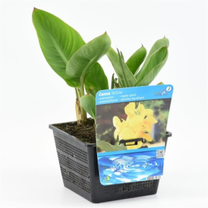 Canna ‘Cannasol Happy Emily’