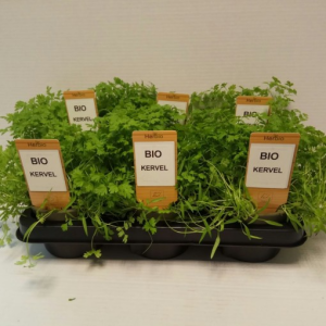 Anthriscus cerefolium