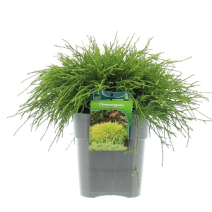 Chamaecyparis pisifera ‘Sungold’