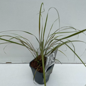 Anemanthele lessoniana ‘Sirocco’