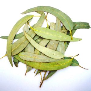 Feuille d’eucalyptus 100g