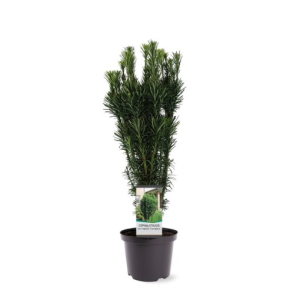 Cephalotaxus harringtonii ‘Fastigiata’