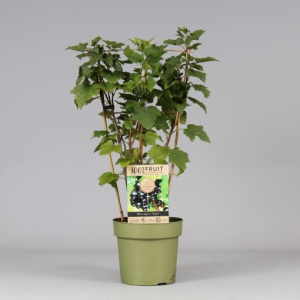 Ribes nigrum ‘Titania’