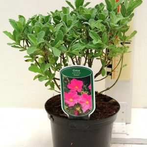 Cistus x pulverulentus ‘Sunset’
