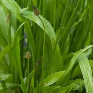 Infusion Plantain 40 gr