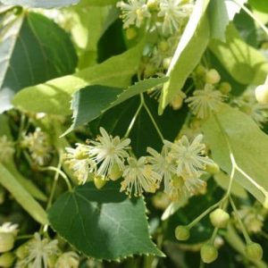 Infusion Tilleul 40 gr