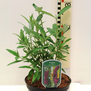 Buddleja davidii ‘African Queen’
