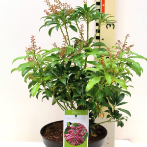 Pieris japonica ‘Passion’