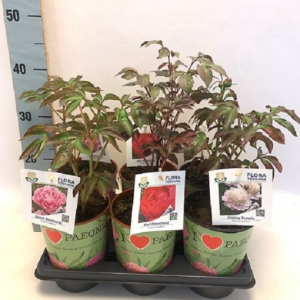 Paeonia MIX