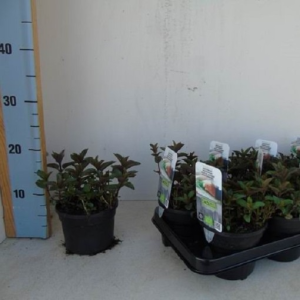 Mentha x piperita ‘Cinderella’