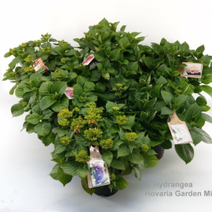 Hydrangea macrophylla HOVARIA MIX