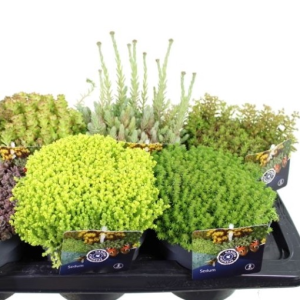 Sedum MIX