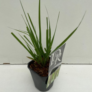 Molinia caerulea ‘Moorhexe’