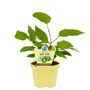 Actinidia arguta ‘Weiki’