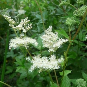 Infusions Reine des prés 50gr
