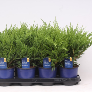 Juniperus horizontalis ‘Andorra Compact’
