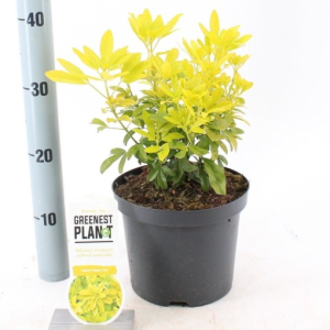 Choisya ternata SUNDANCE