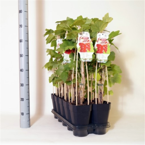 Ribes rubrum ‘Jonkheer van Tets’
