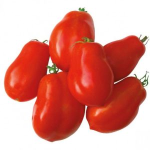 Variétés locales ou adaptées de tomates d’origine sub-saharienne