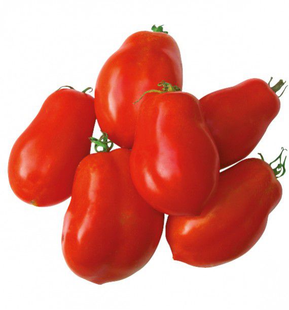 Variétés locales ou adaptées de tomates d’origine sub-saharienne