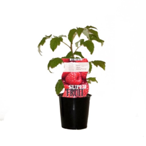 Rubus idaeus ‘Malling Promise’